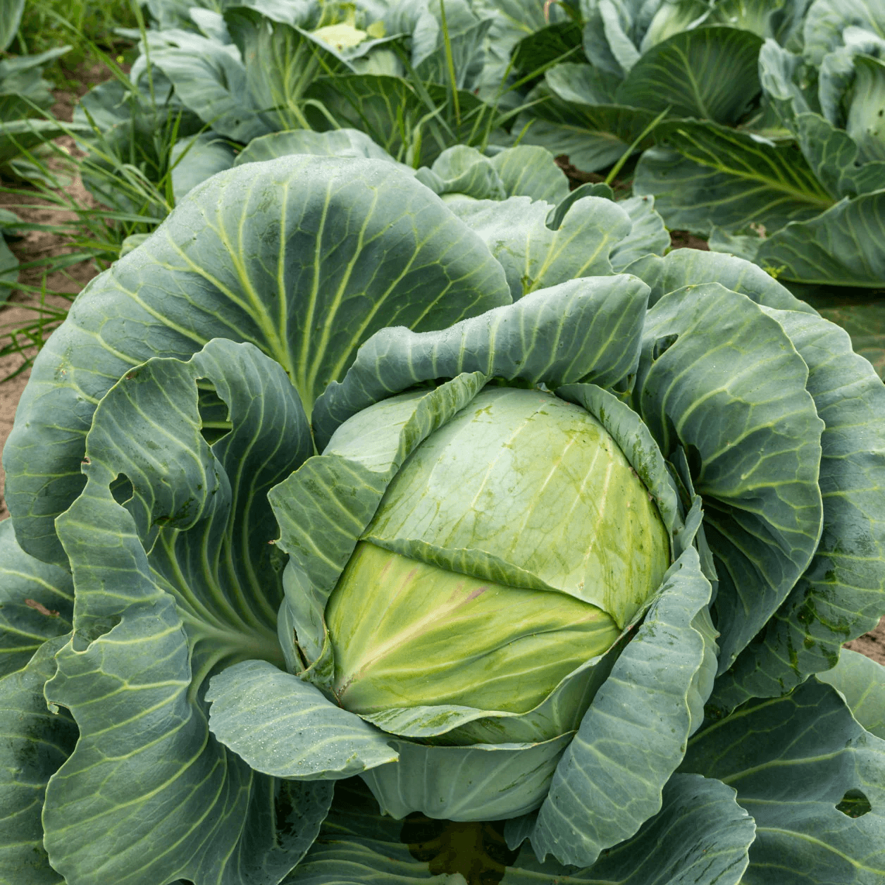 Cabbage