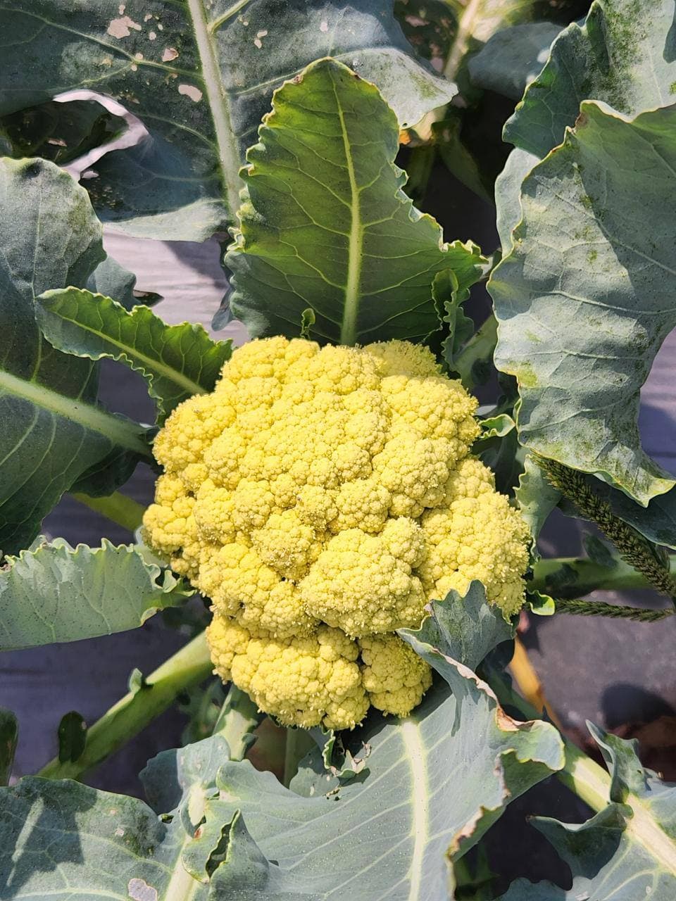 Cauliflower