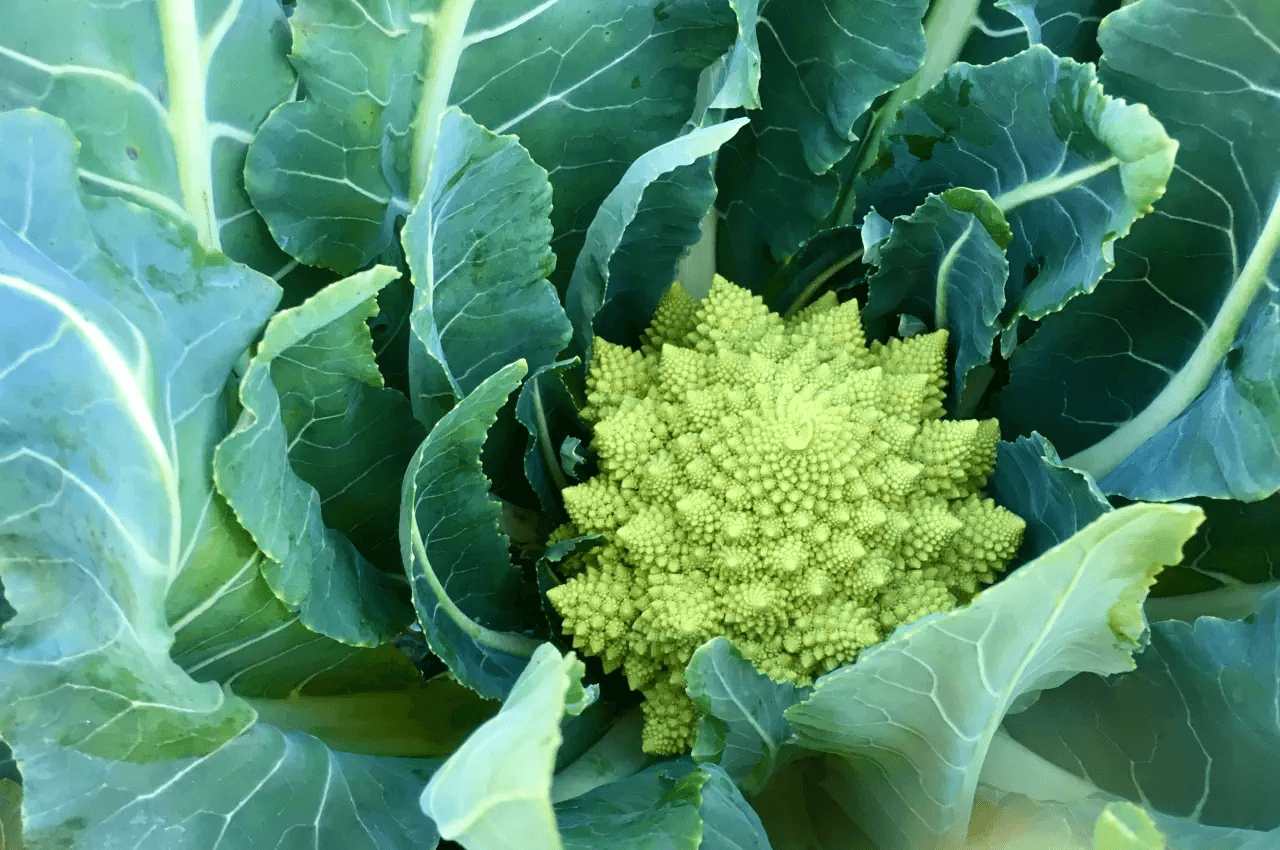 Romanesco