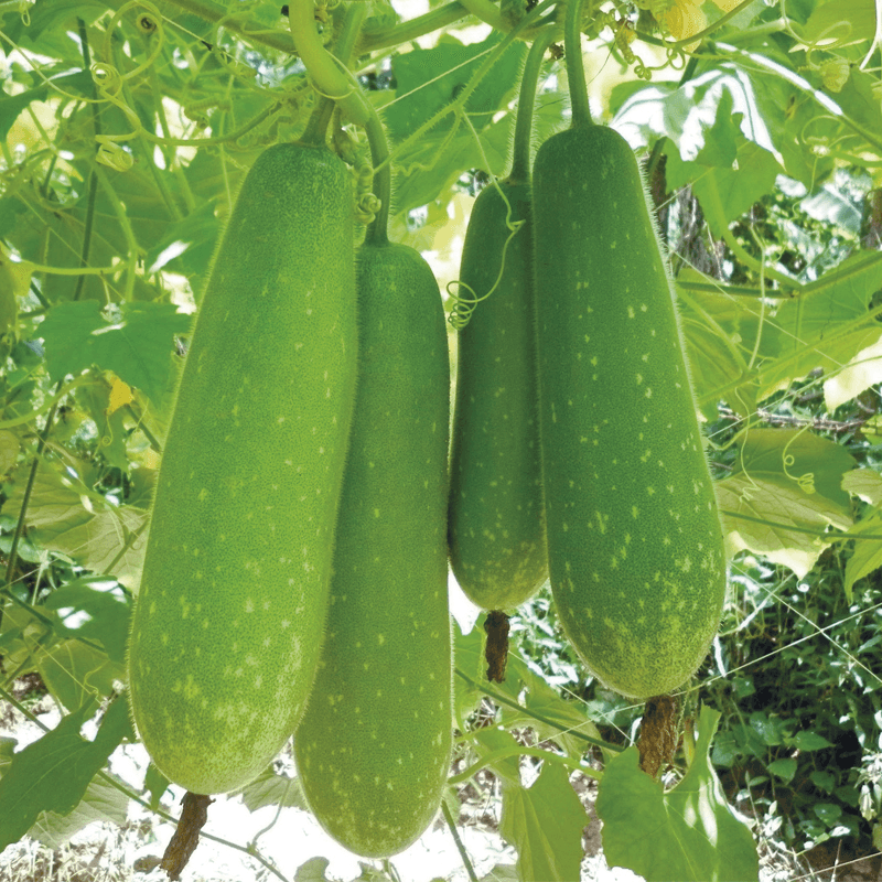 Wax Gourd