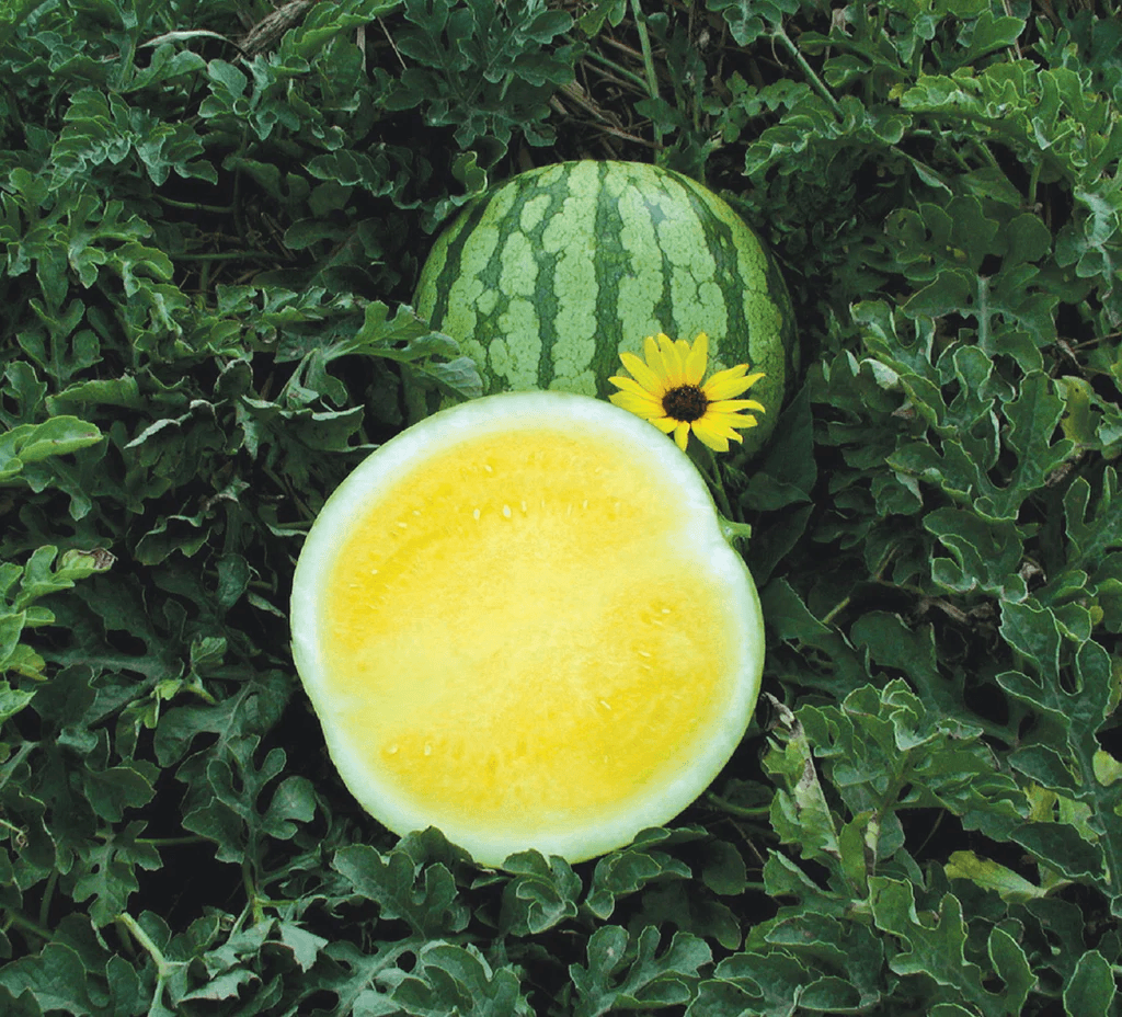 Yellow Watermelon